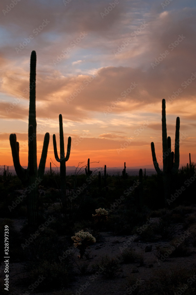 Saguaro cactus at sunrise in Usery Mountain Regional Park in Mesa, Arizona. Saguaro cactus at sunrise in Usery Mountain Regional Park in Mesa, Arizona.