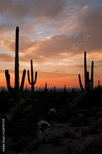 Saguaro cactus at sunrise in Usery Mountain Regional Park in Mesa, Arizona.