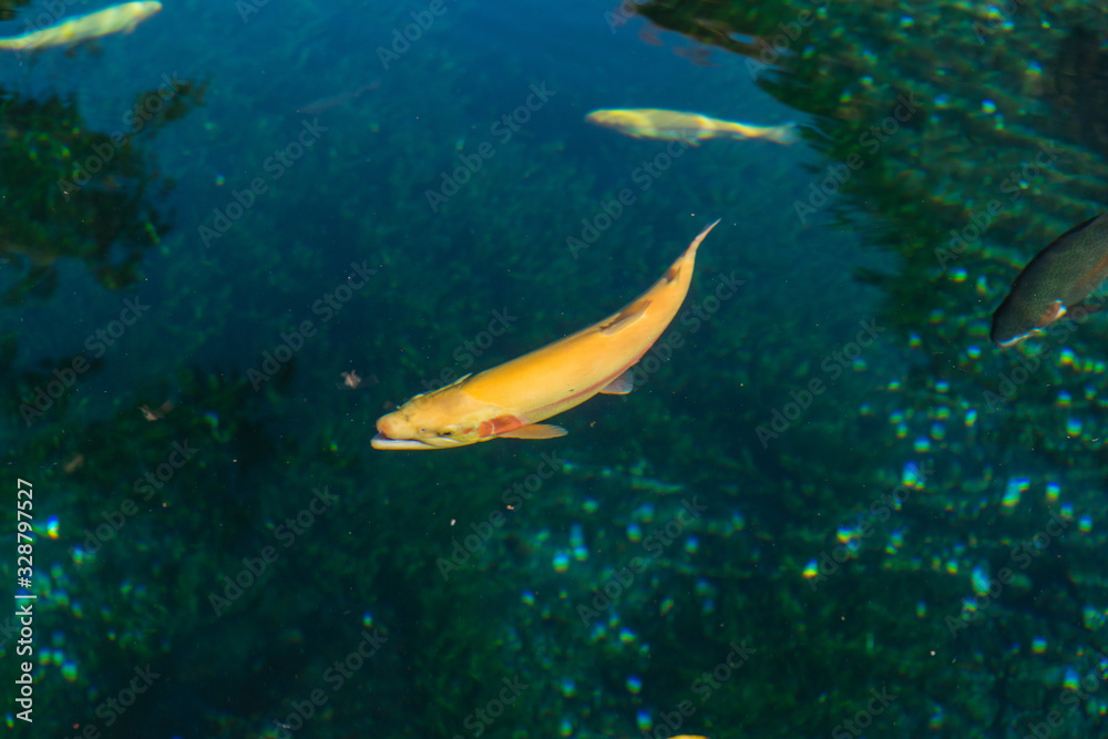 Fototapeta premium 清流に住む魚