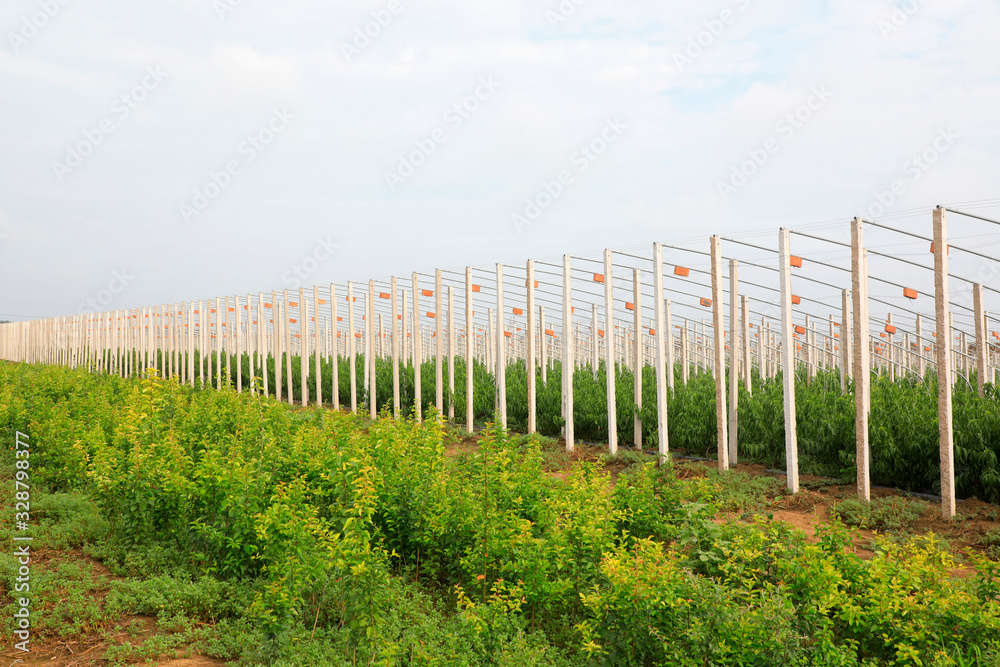 Fototapeta premium fruit trees in the nursery