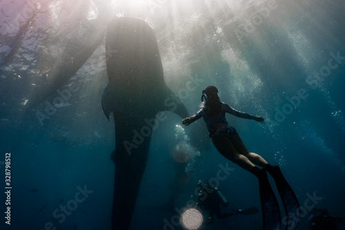 Tableau sur toile Whale shark (rhincodon typus) diving and close interaction in Oslob, Philippines