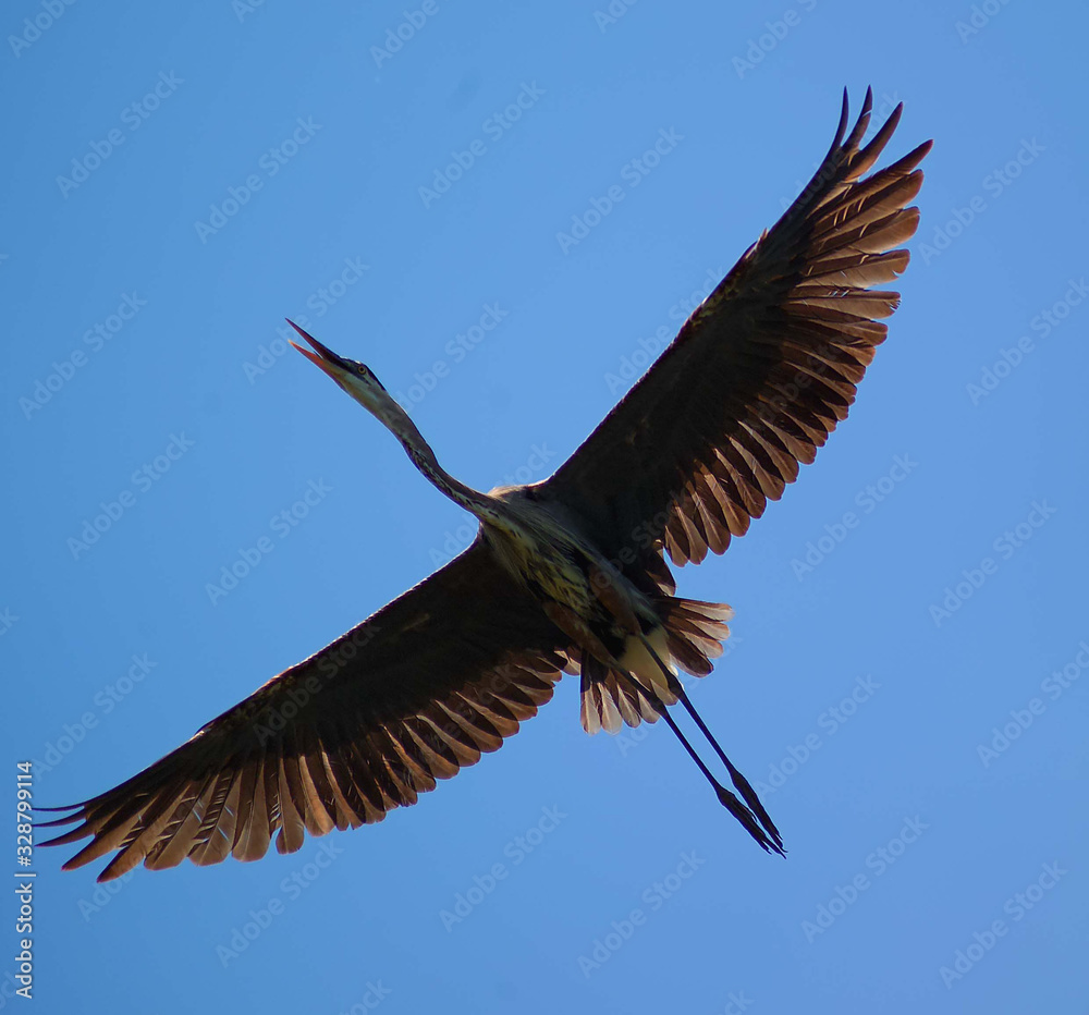 Obraz premium Effortlessly