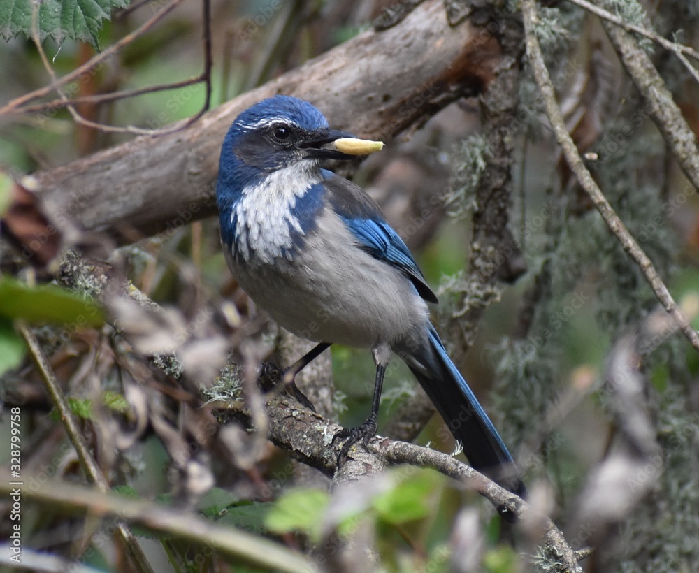Obraz premium A California scrub jay (Aphelocoma californica) with a large seed in its beak.