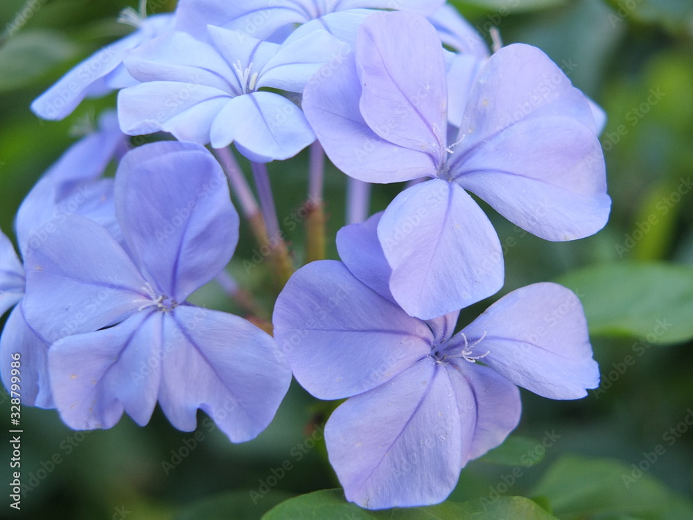 blue flower blue flower