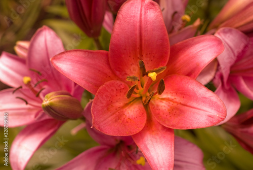 Pink Lilies Closeup