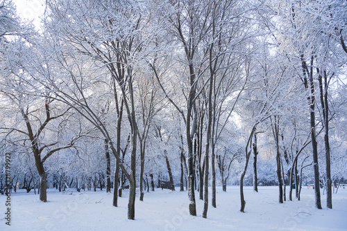 Trees in the park after snow