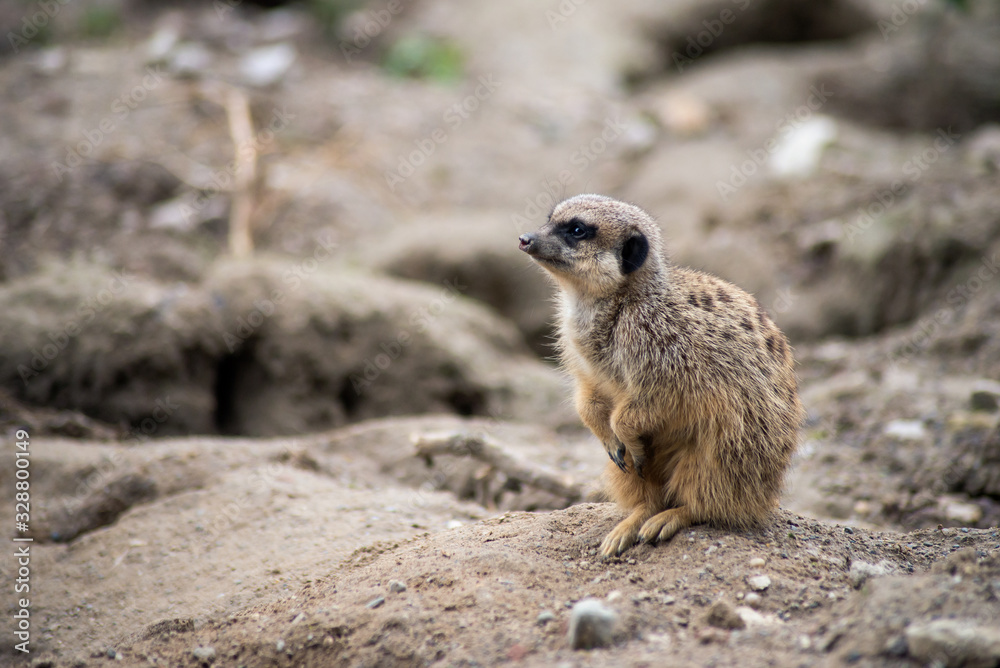 Fototapeta premium Portrait of meerkat sitting on the land