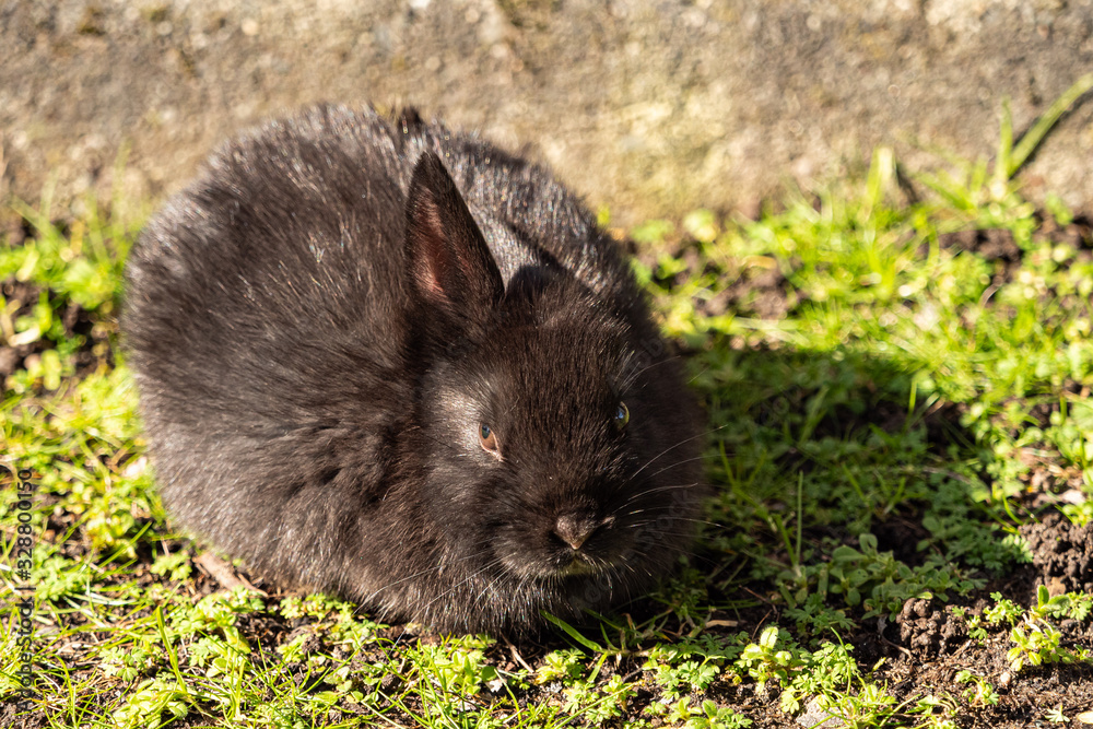a cute brown rabbit sitting on the green grass field in the park enjoying the sun while eating a cute brown rabbit sitting on the green grass field in the park enjoying the sun while eating