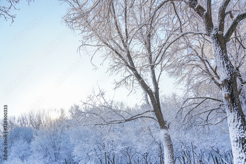 Fototapeta premium Woods after snow
