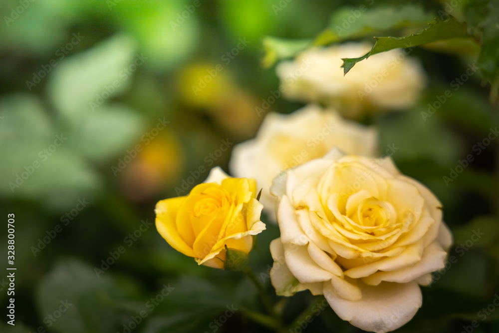 Roses in the garden Roses in the garden