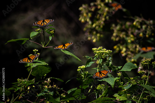 Mariposas monarcas posadas sobre ramas