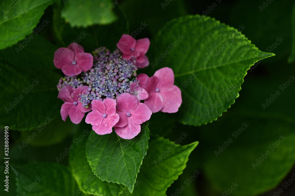 咲き始めの濃いピンク色のアジサイ