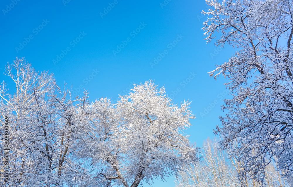 The sky and branches after the snow The sky and branches after the snow