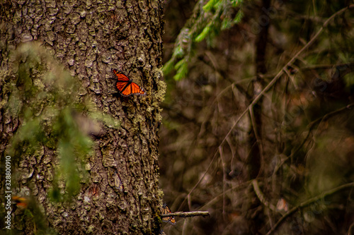 Mariposa monarca posada sobre tronco © Adalberto