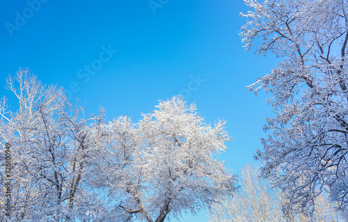 The sky and branches after the snow