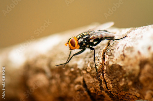 Australian Bush Fly also known as the Musca vetustissima. photo