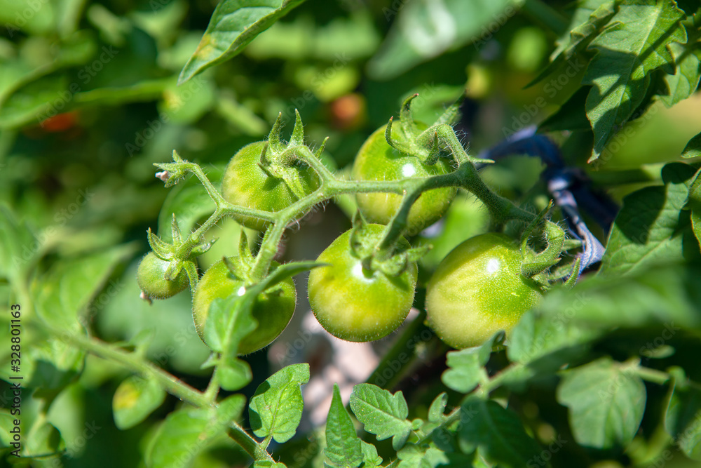 cultivation of organic tomatoes in the greenhouse cultivation of organic tomatoes in the greenhouse