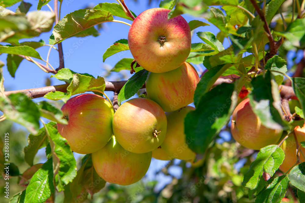 tasty apples on the tree branch tasty apples on the tree branch