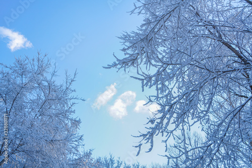 The sky and branches after the snow