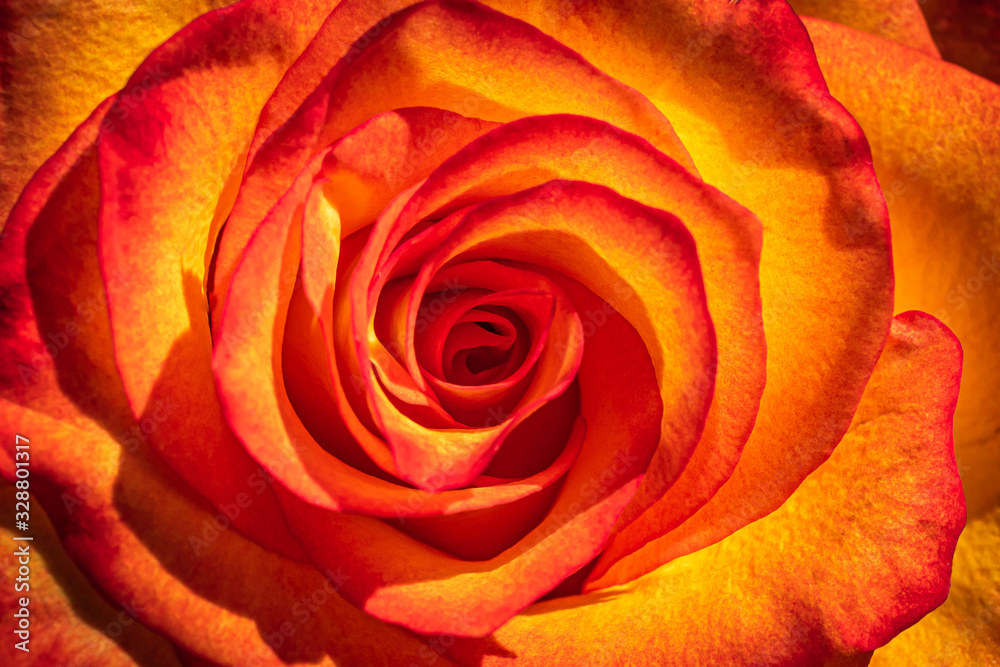 Red and Orange Rose Flower Red and Orange Rose Flower