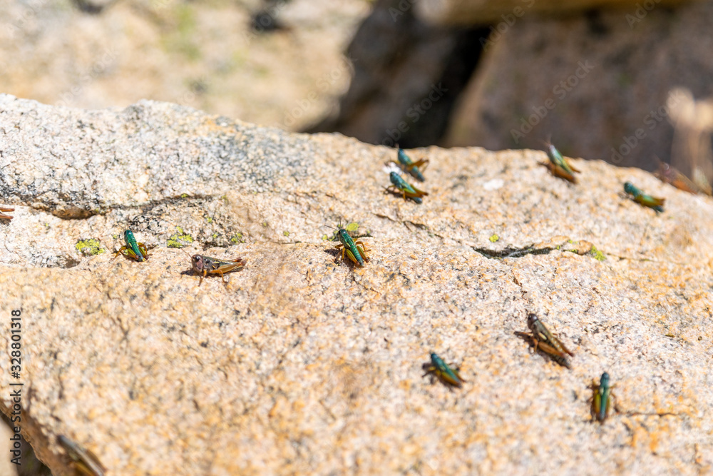 Close-up view of grasshopper/ locust insects sitting on a sunny rock near the summit of Mount Kosciuszko (2228m) in the Snowy Mountains in New South Wales, Australia. Close-up view of grasshopper/ locust insects sitting on a sunny rock near the summit of Mount Kosciuszko (2228m) in the Snowy Mountains in New South Wales, Australia.