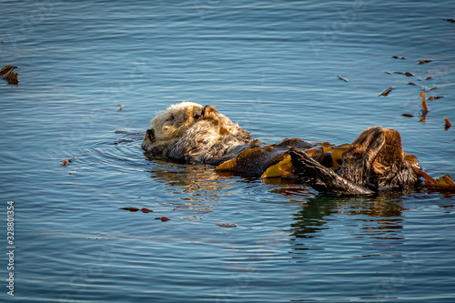 Sea Otter Floating in the Kelp