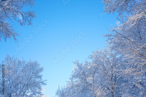 The sky and branches after the snow