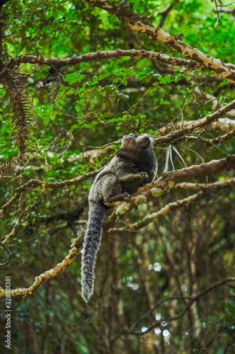 monkey on a tree