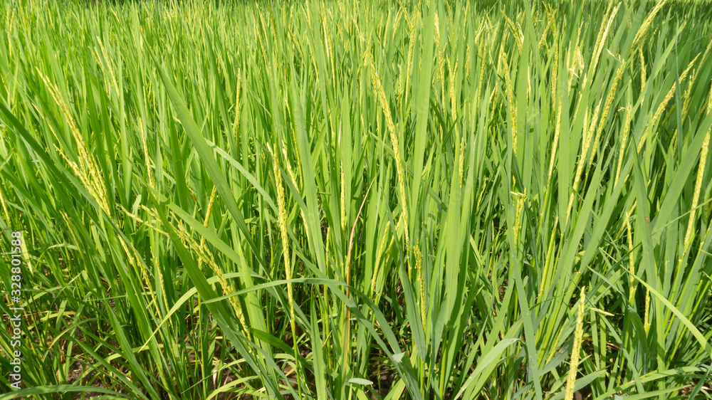 Rice grains that are still green, appear to contain. Harvest season is coming soon, care must be more intensive Rice grains that are still green, appear to contain. Harvest season is coming soon, care must be more intensive