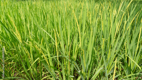 Rice grains that are still green  appear to contain. Harvest season is coming soon  care must be more intensive
