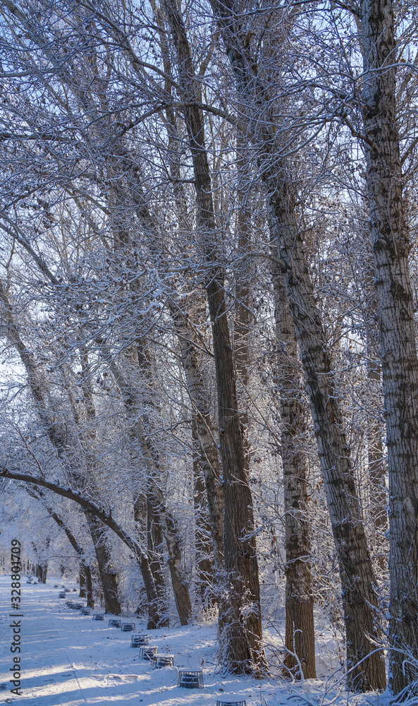 Fototapeta premium Trees in the park after snow