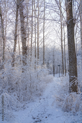 Wallpaper Mural Woods after snow Torontodigital.ca