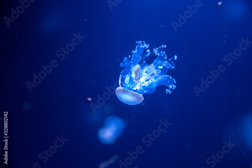 Small jellyfish floating in the water
