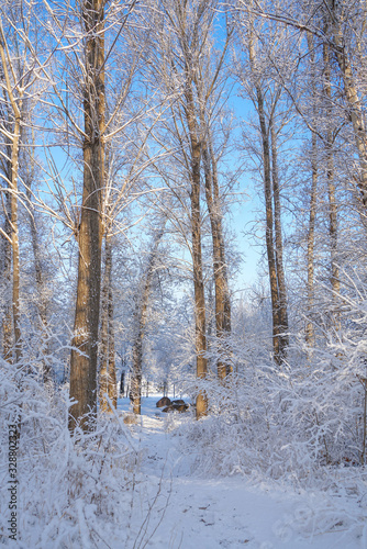 Wallpaper Mural Woods after snow Torontodigital.ca