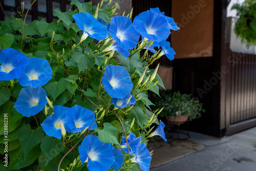 Fotografía 岐阜県高山市街の軒先に咲くアサガオ