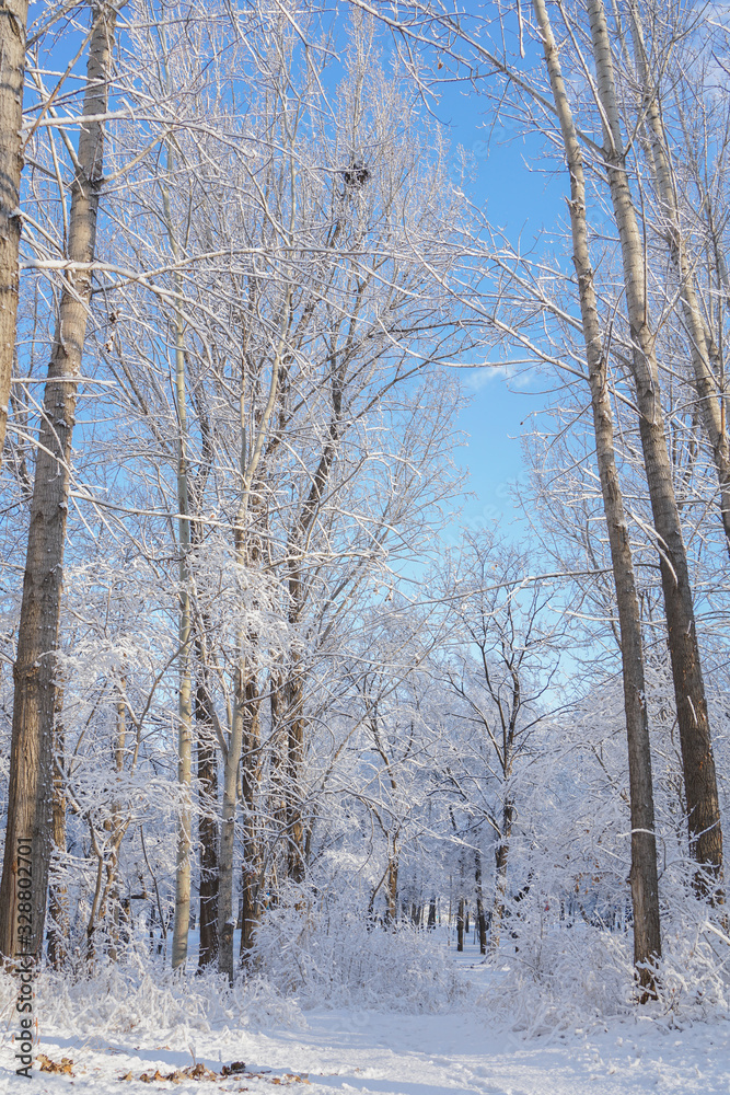 Fototapeta premium Trees and ground after snow