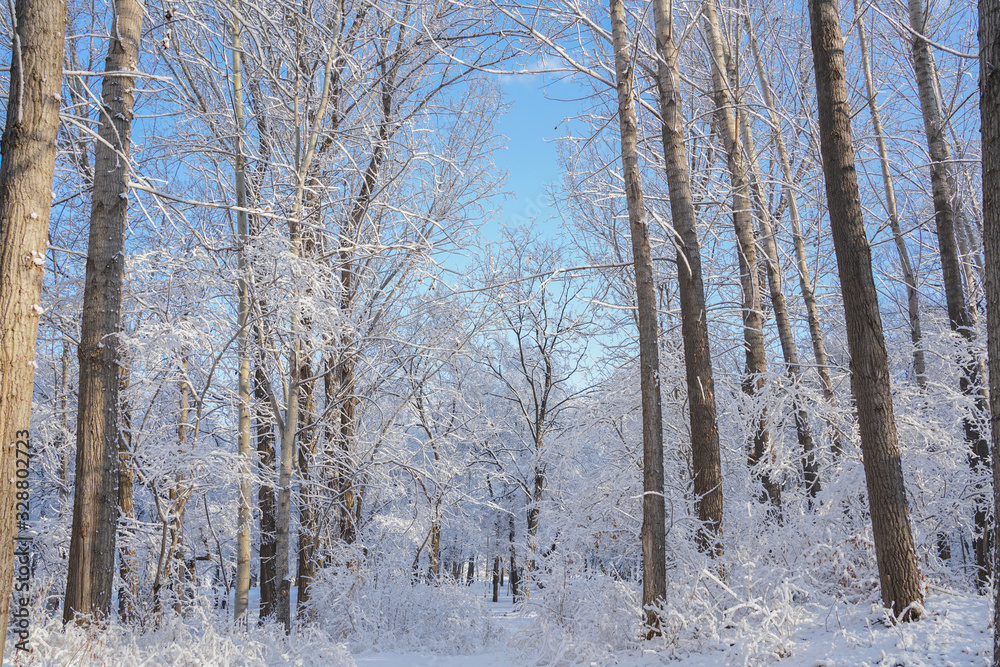 Woods after snow