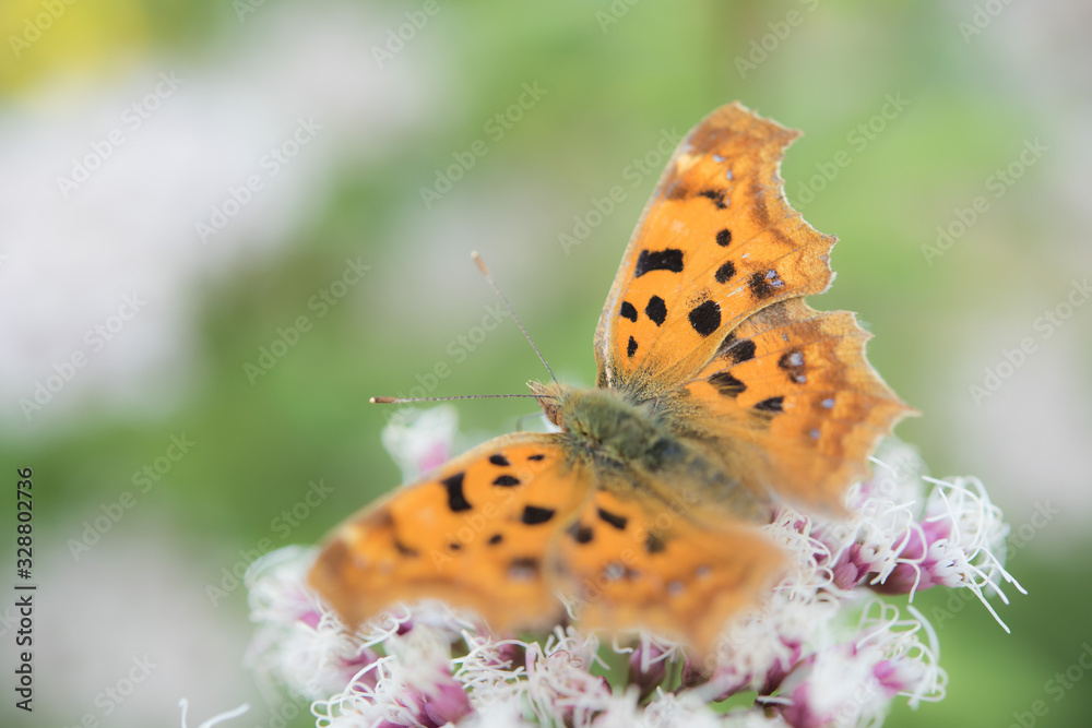 Obraz premium flower