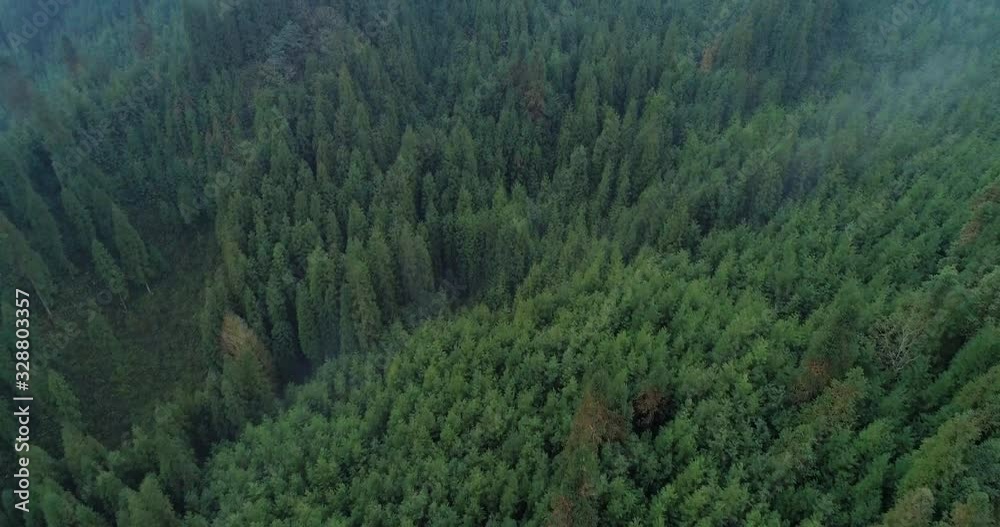 pine forest in the morning mountain pine forest in the morning mountain