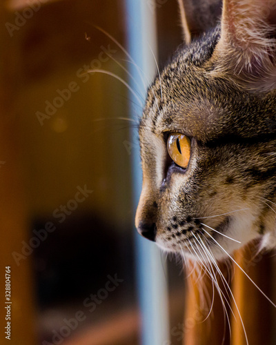 A cute cat in a cat shelter