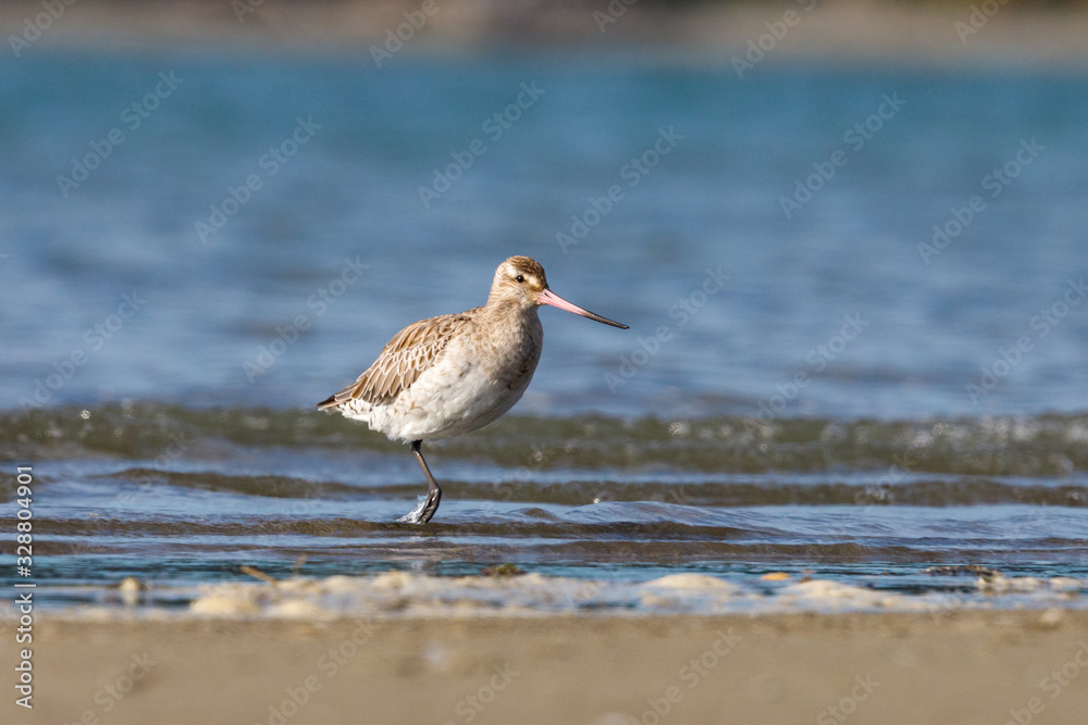 Bar-tailed Godwit in New Zealand Bar-tailed Godwit in New Zealand