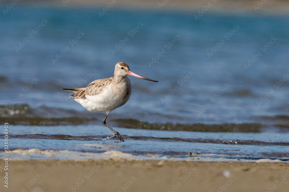 Bar-tailed Godwit in New Zealand Bar-tailed Godwit in New Zealand