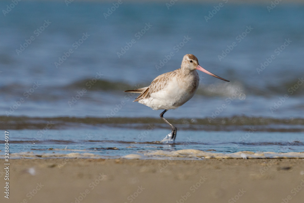 Bar-tailed Godwit in New Zealand Bar-tailed Godwit in New Zealand