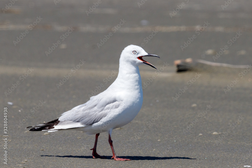 Black-billed Gull Endemic to New Zealand Black-billed Gull Endemic to New Zealand