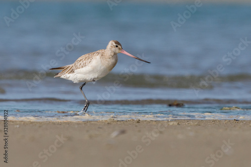Bar-tailed Godwit in New Zealand