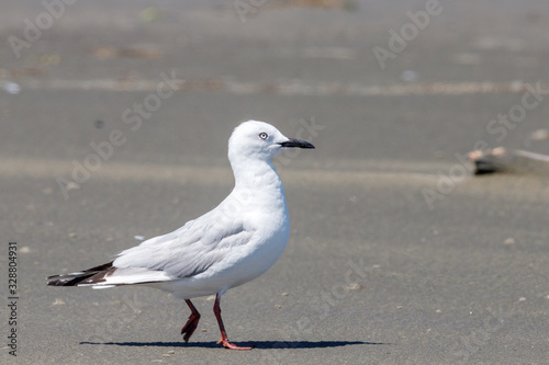 Obraz na plátně Black-billed Gull Endemic to New Zealand