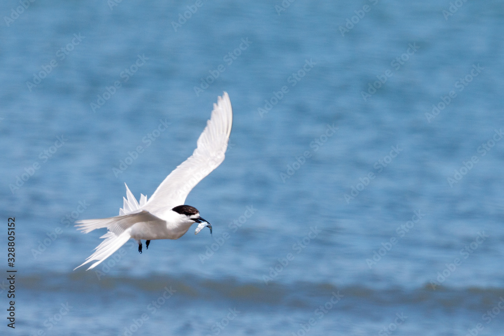 White-fronted Tern in New Zealand White-fronted Tern in New Zealand