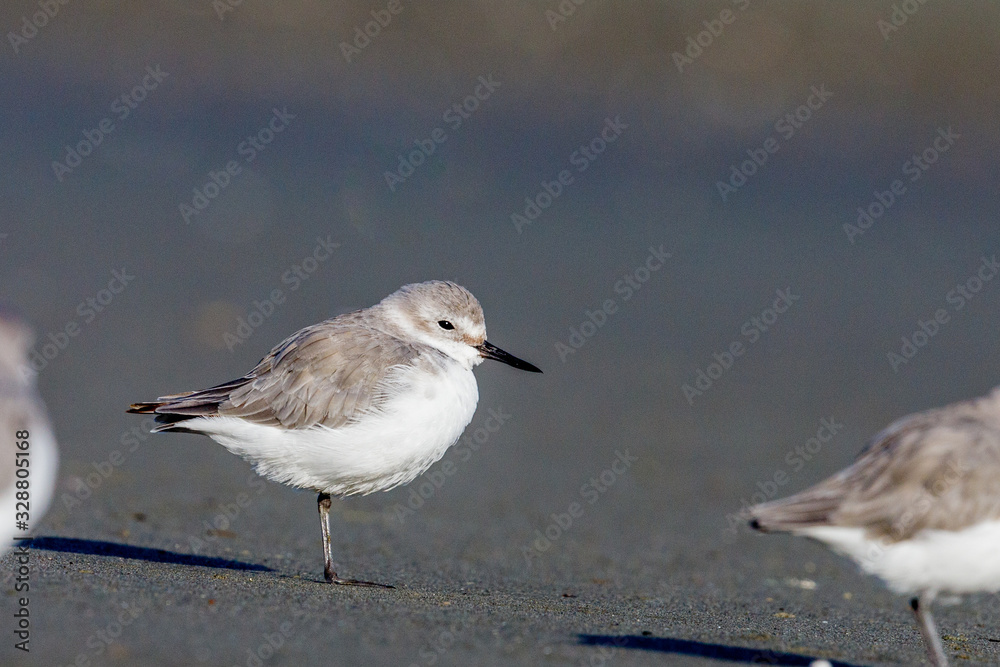 Wrybill Endemic Wader of New Zealand Wrybill Endemic Wader of New Zealand