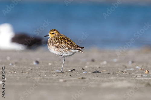 Pacific Golden Plover in New Zealand © Imogen