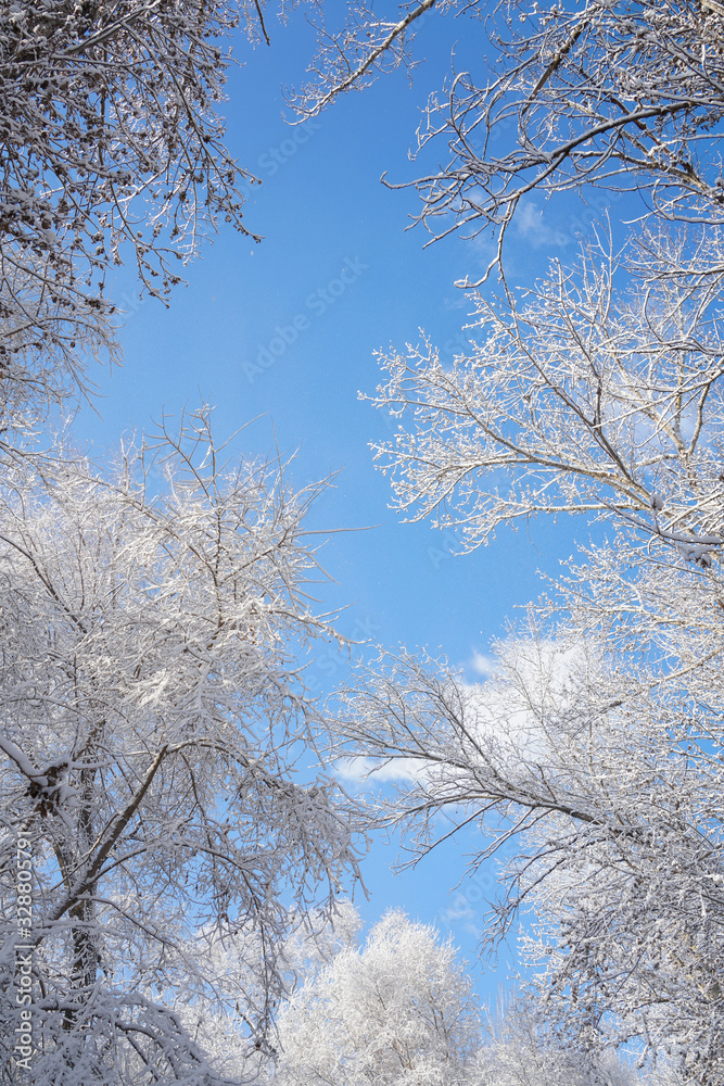 Branches after snow and clear sky Branches after snow and clear sky